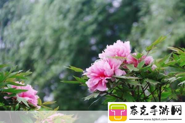 亭亭玉立国色天香四月天科普带你走进春天